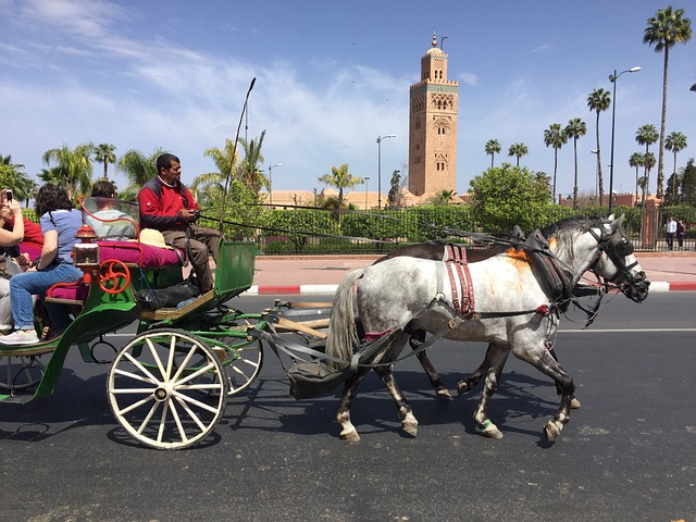 Marrakech StartUp; Shore Excursions